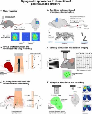 Optogenetic Interrogation of Circuits Following Neurotrauma